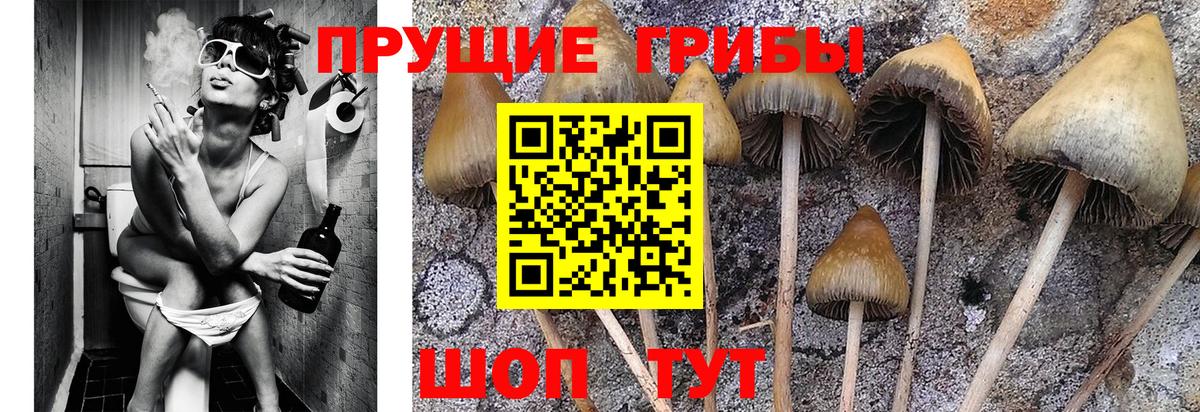 Псилоцибиновые грибы GOLDEN TEACHER Ирбит